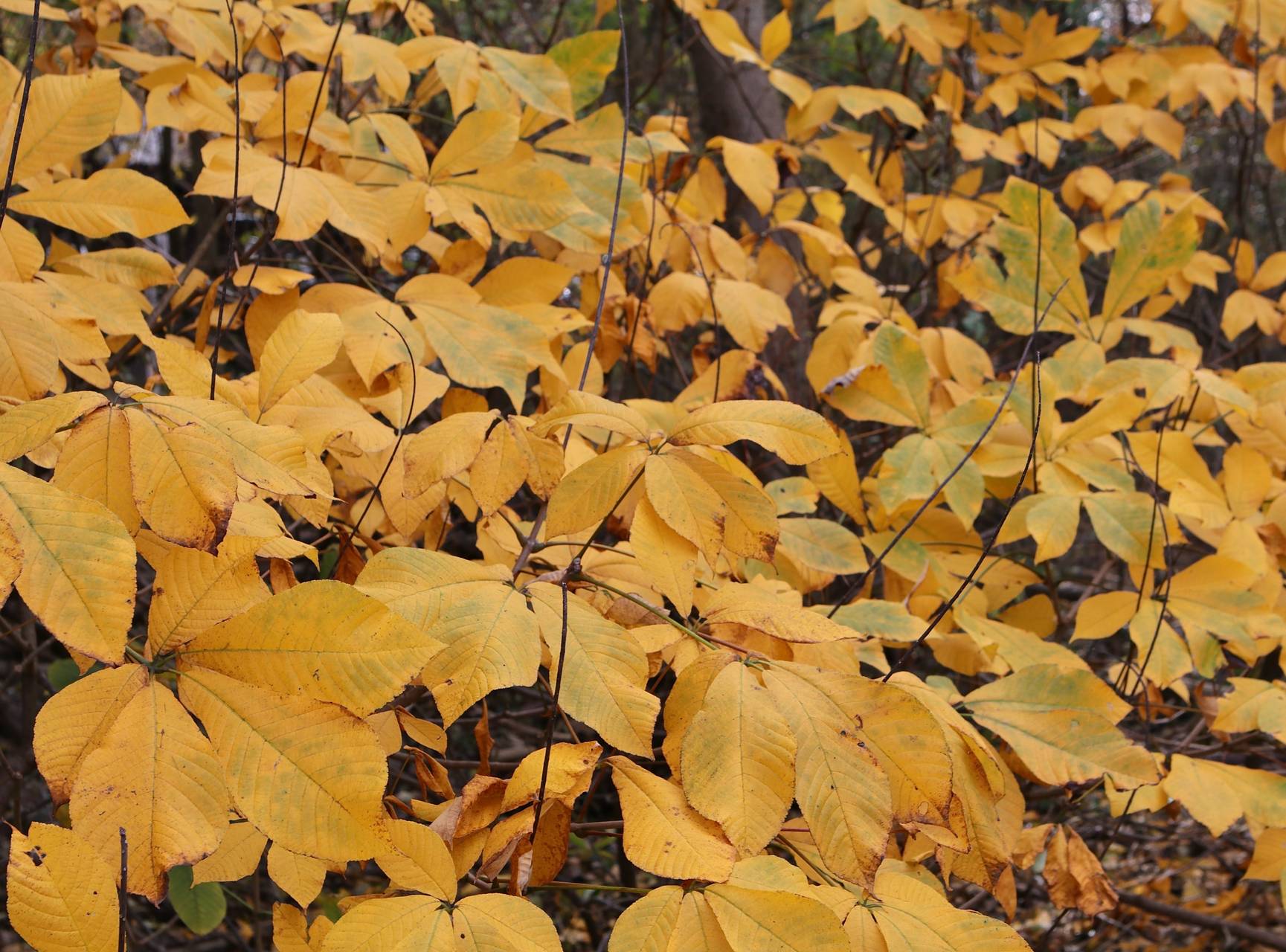Photo of Bottlebrush Buckeye