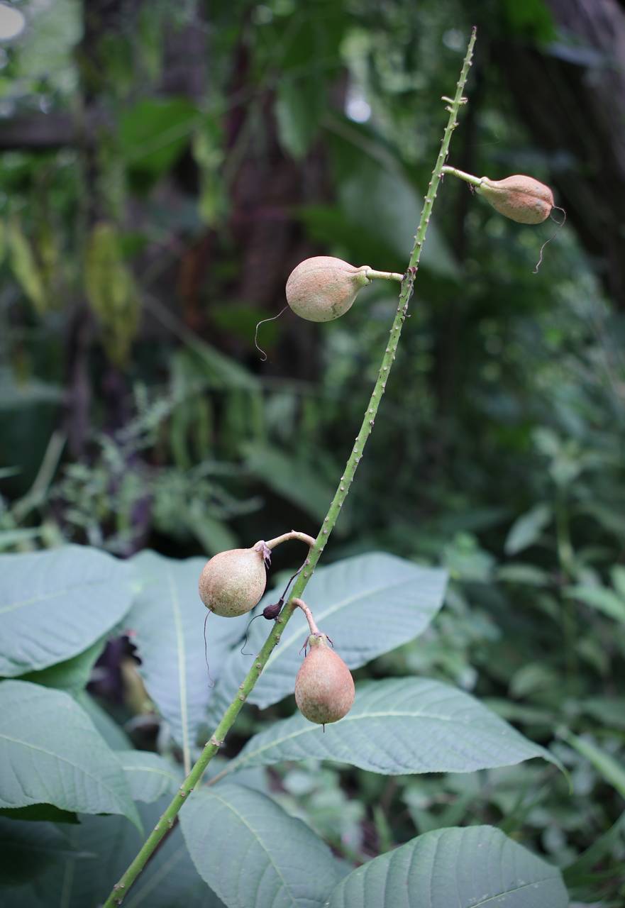 Photo of Bottlebrush Buckeye