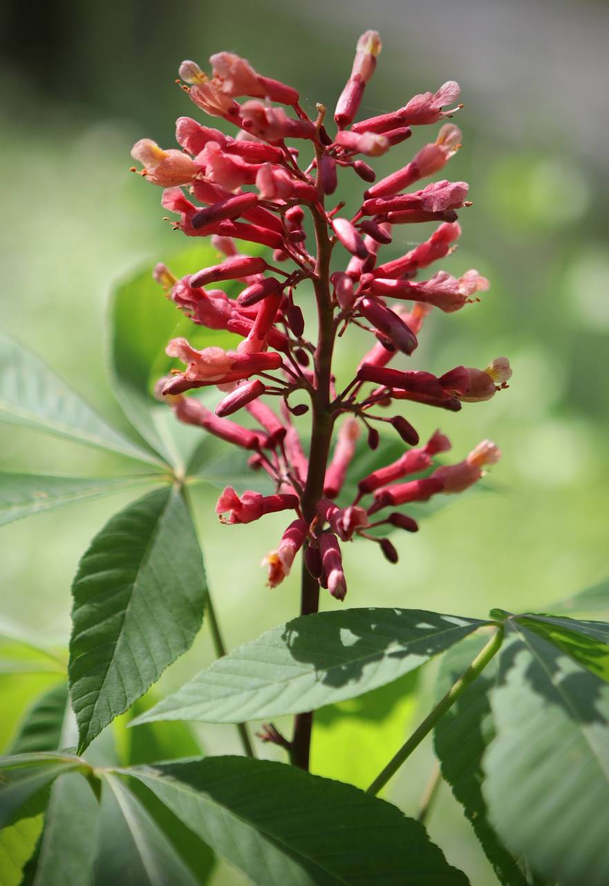 Photo of Red Buckeye