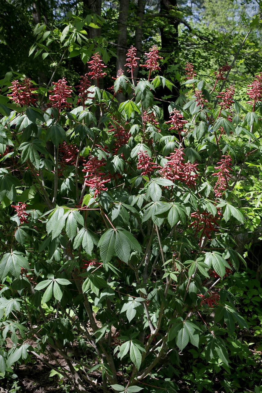 Photo of Red Buckeye