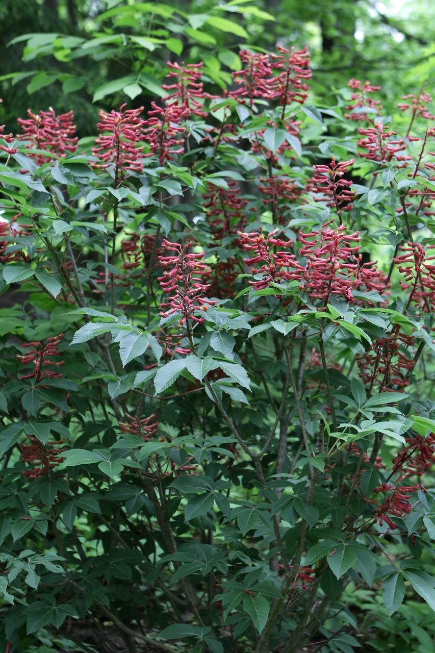 Photo of Red Buckeye