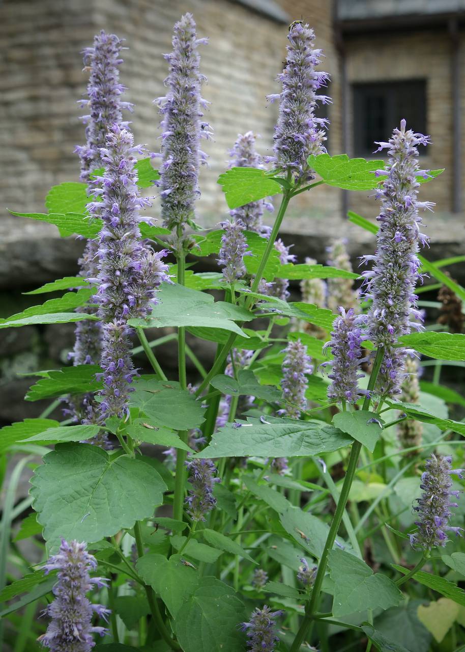 Photo of Anise Hyssop