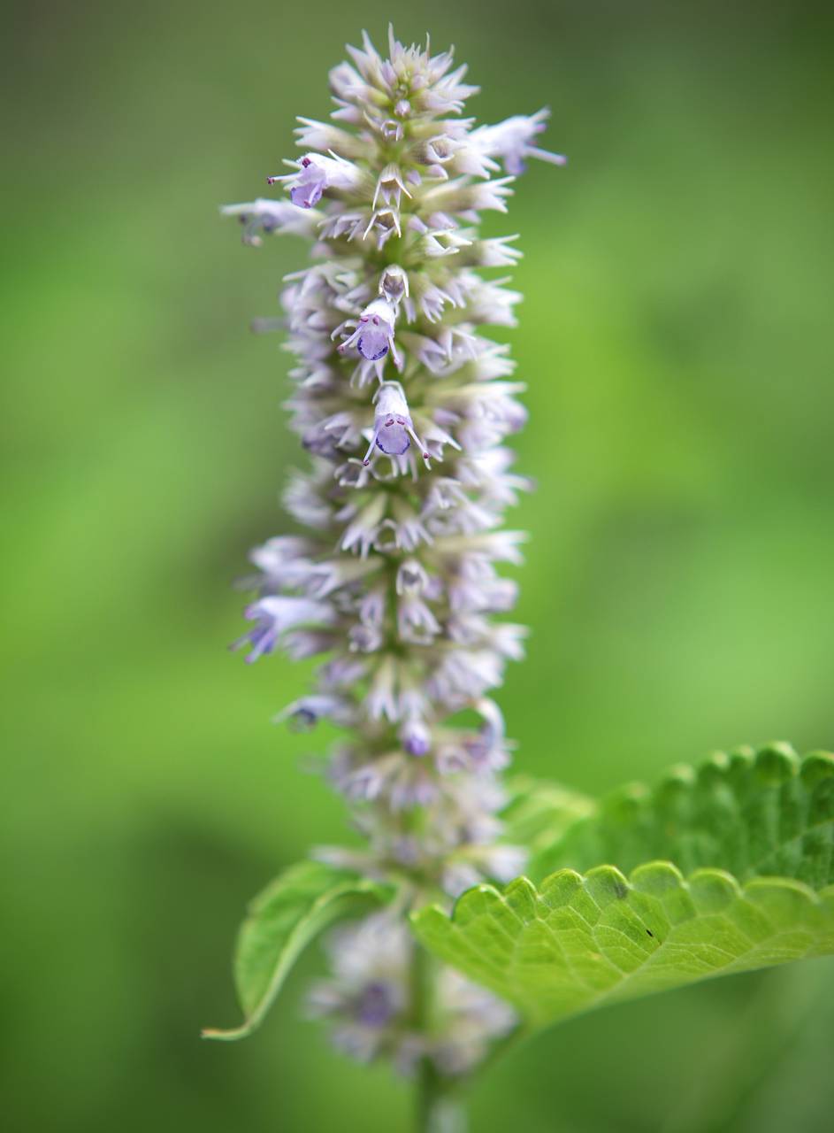 Photo of Anise Hyssop