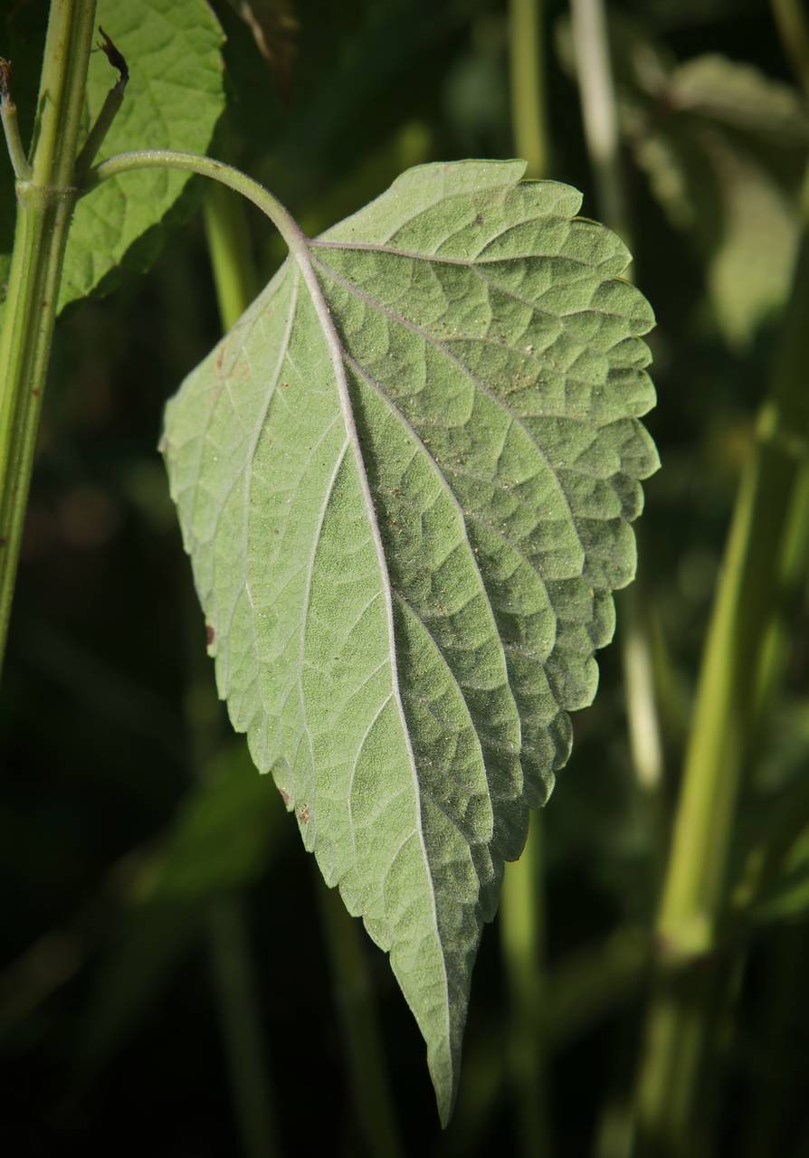 Photo of Anise Hyssop