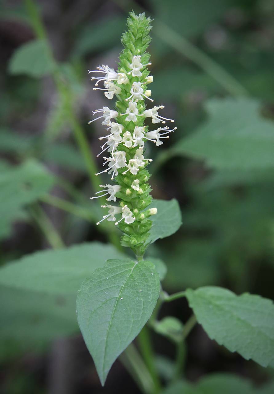 Photo of Yellow Giant Hyssop