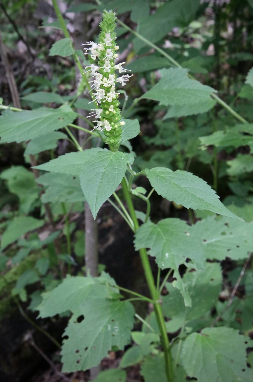 Photo of Yellow Giant Hyssop