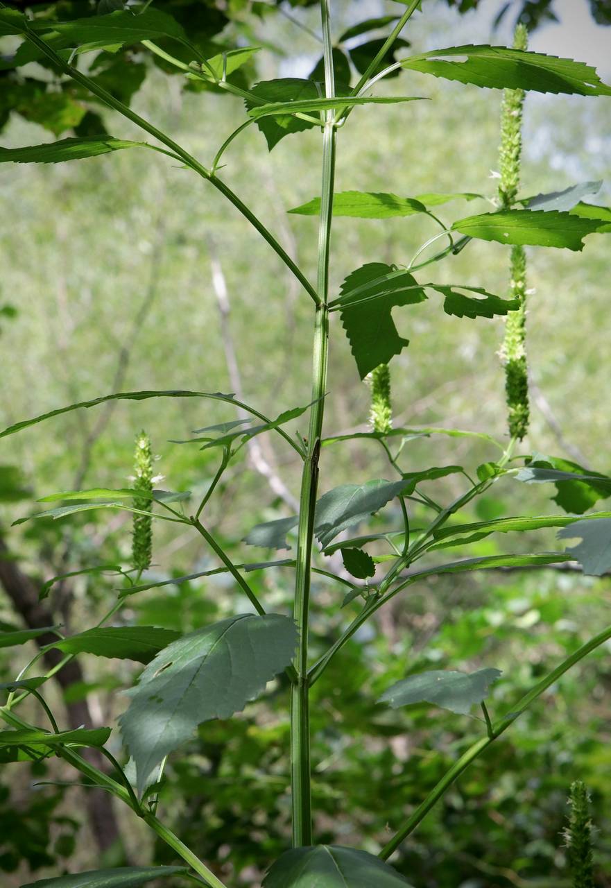 Photo of Yellow Giant Hyssop
