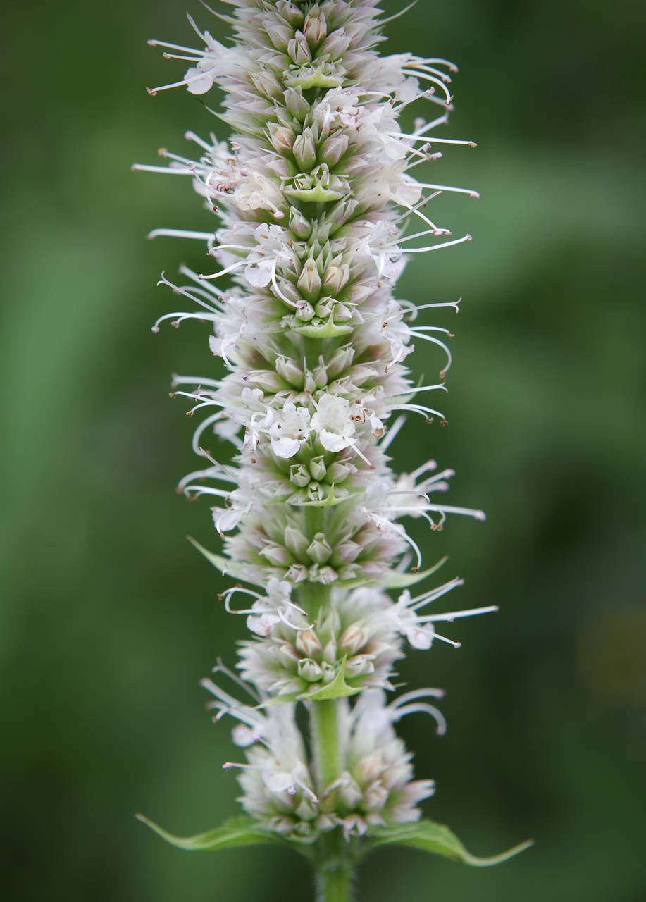 Photo of Purple Giant Hyssop