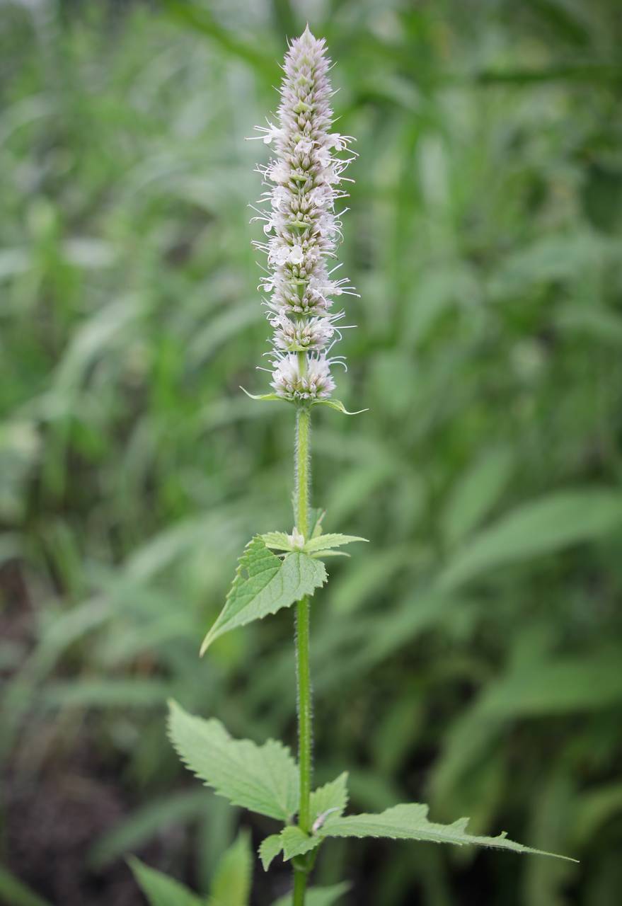 Photo of Purple Giant Hyssop