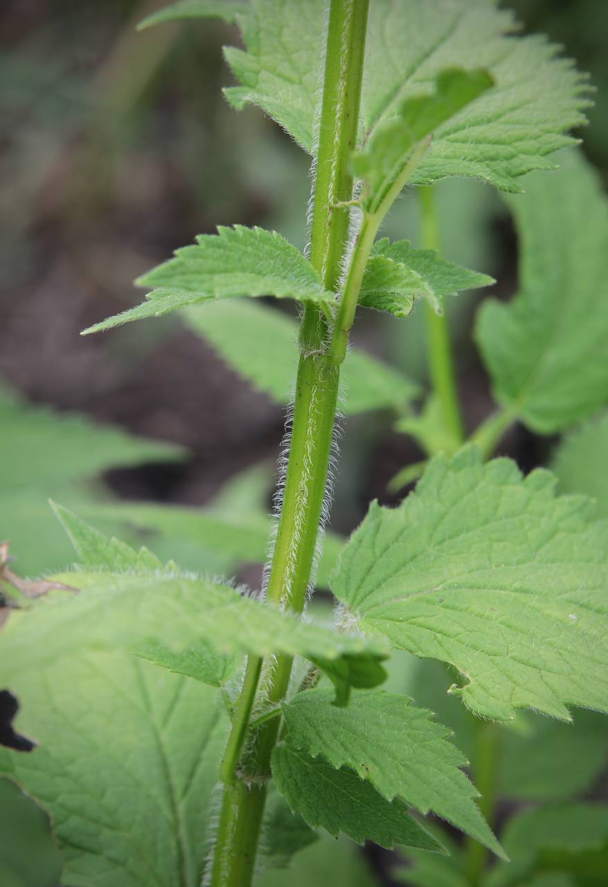 Photo of Purple Giant Hyssop