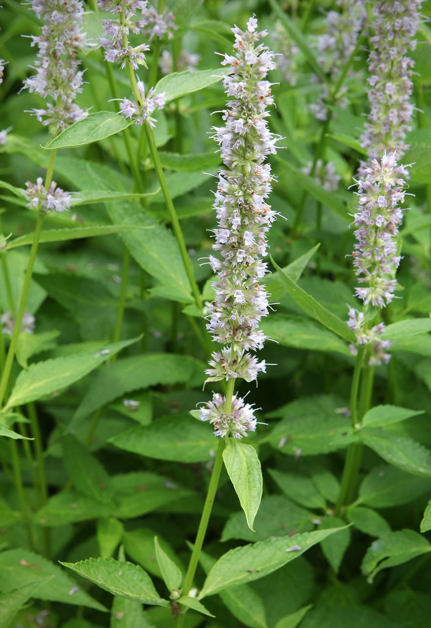 Photo of Purple Giant Hyssop