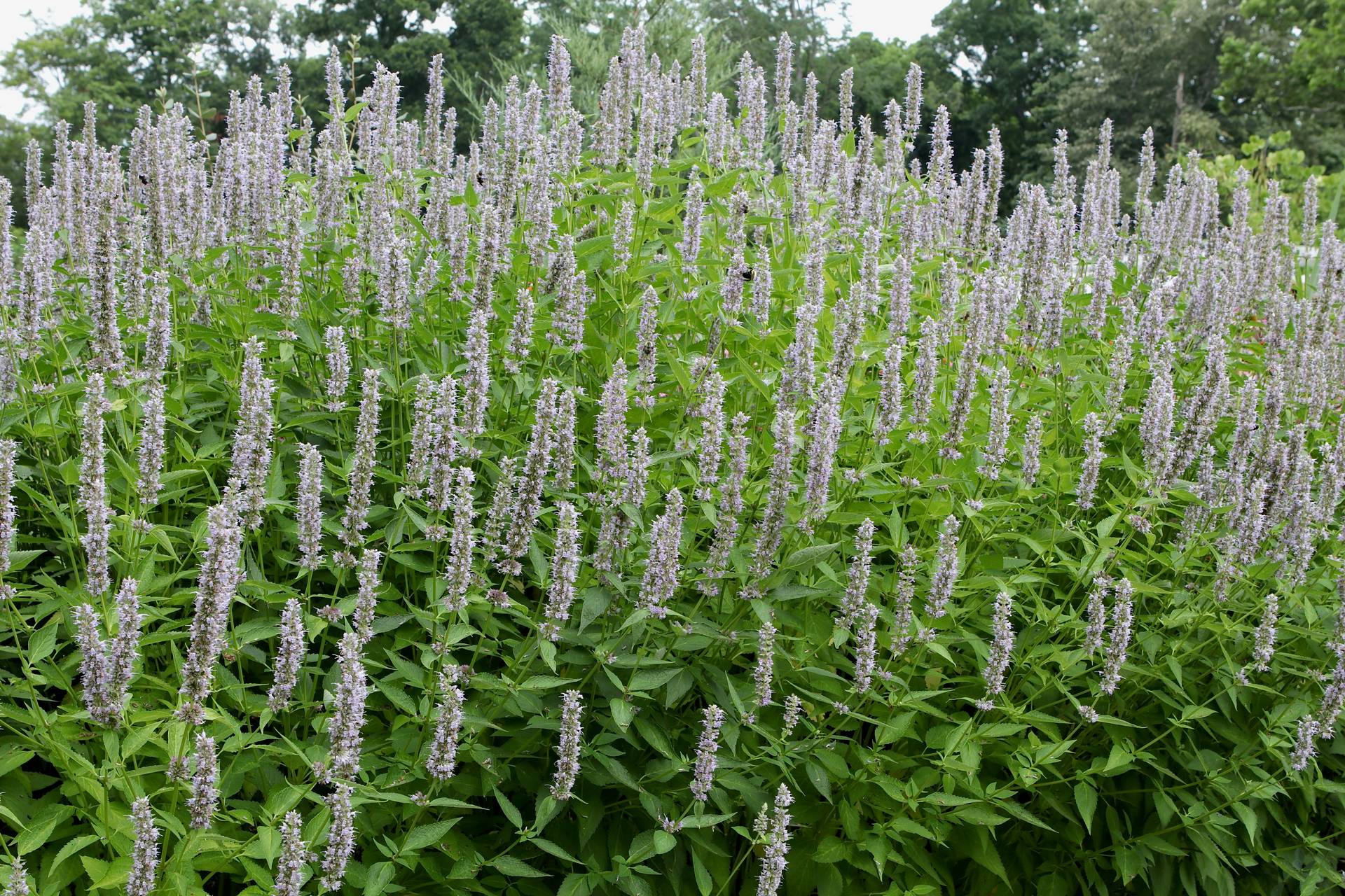 Photo of Purple Giant Hyssop