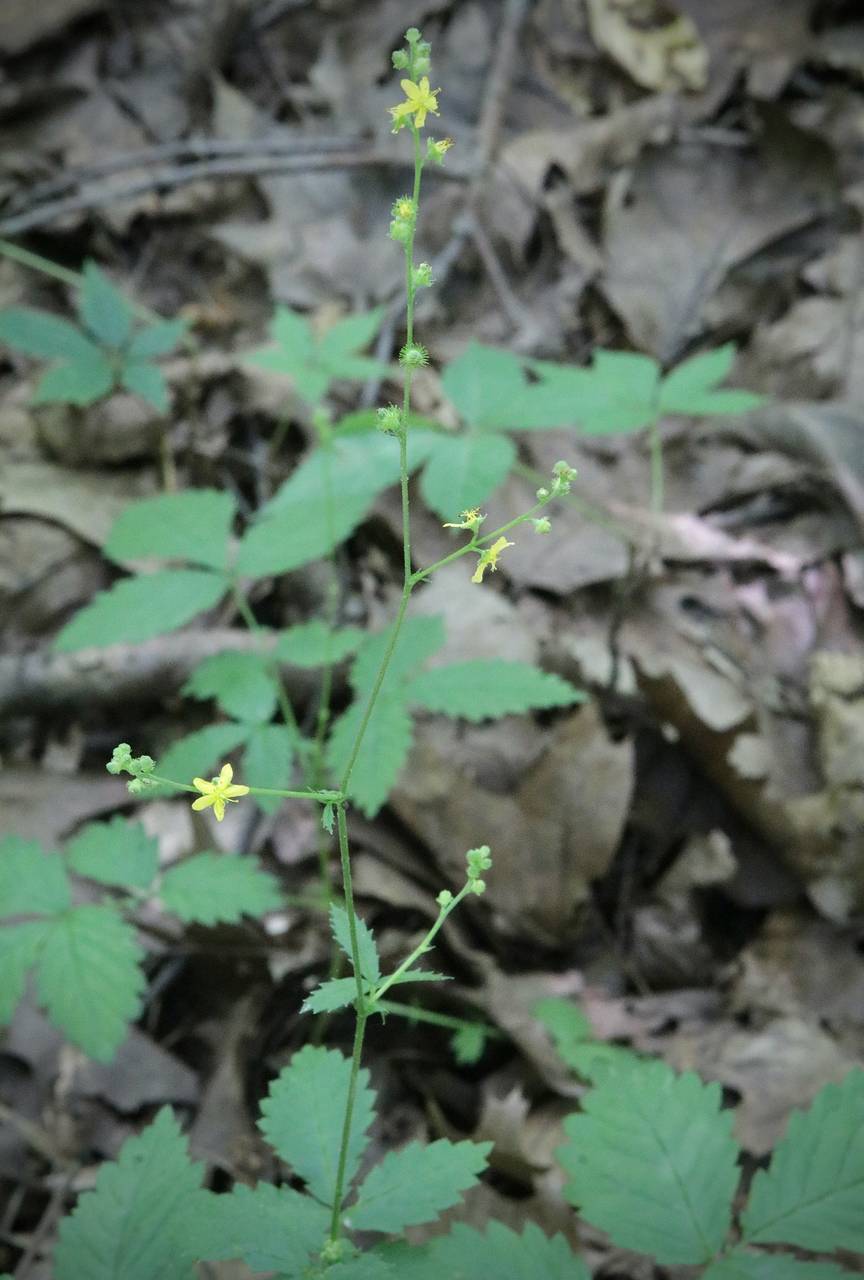 Photo of Common Agrimony