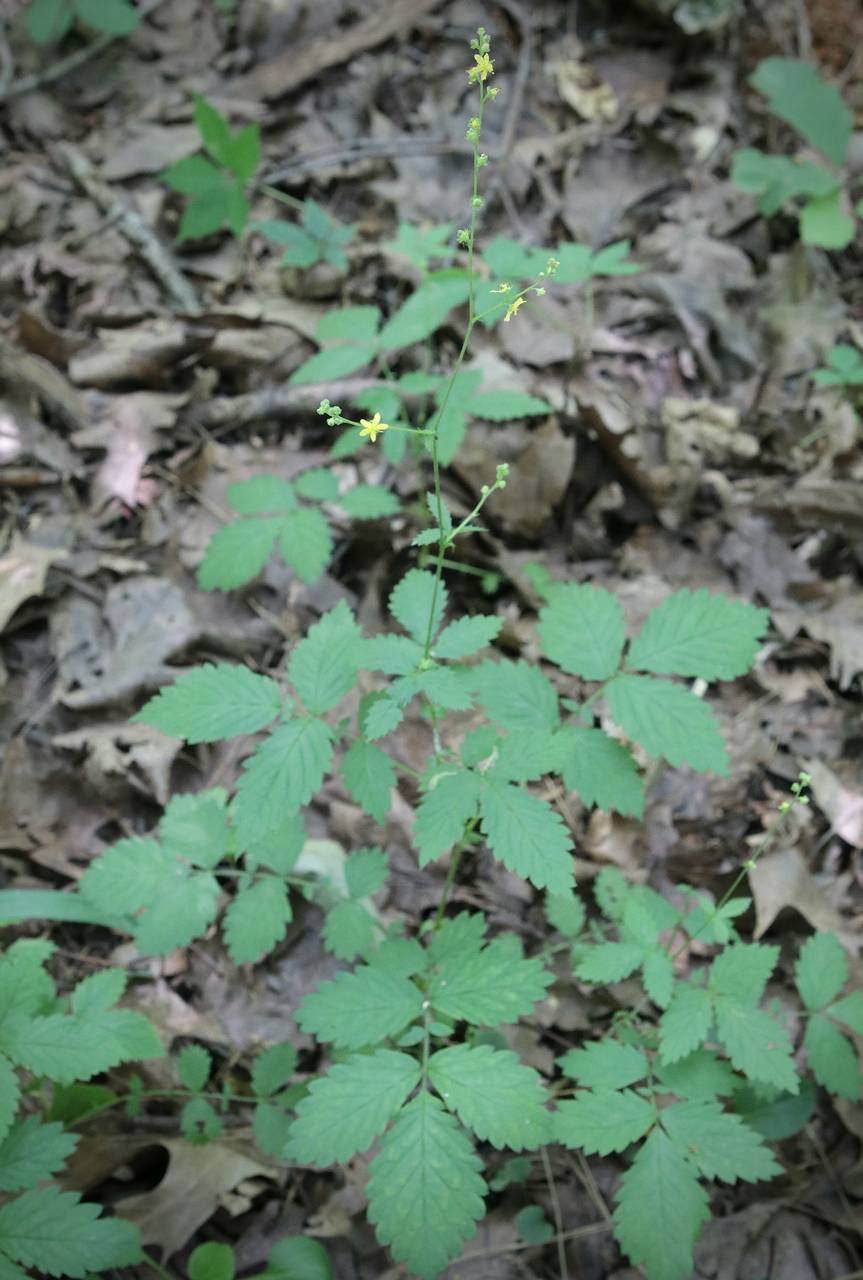 Photo of Common Agrimony