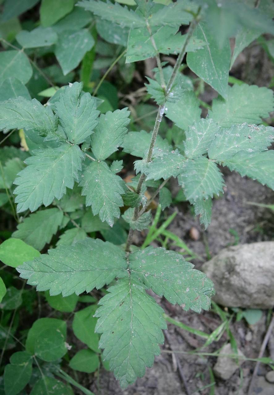 Photo of Common Agrimony