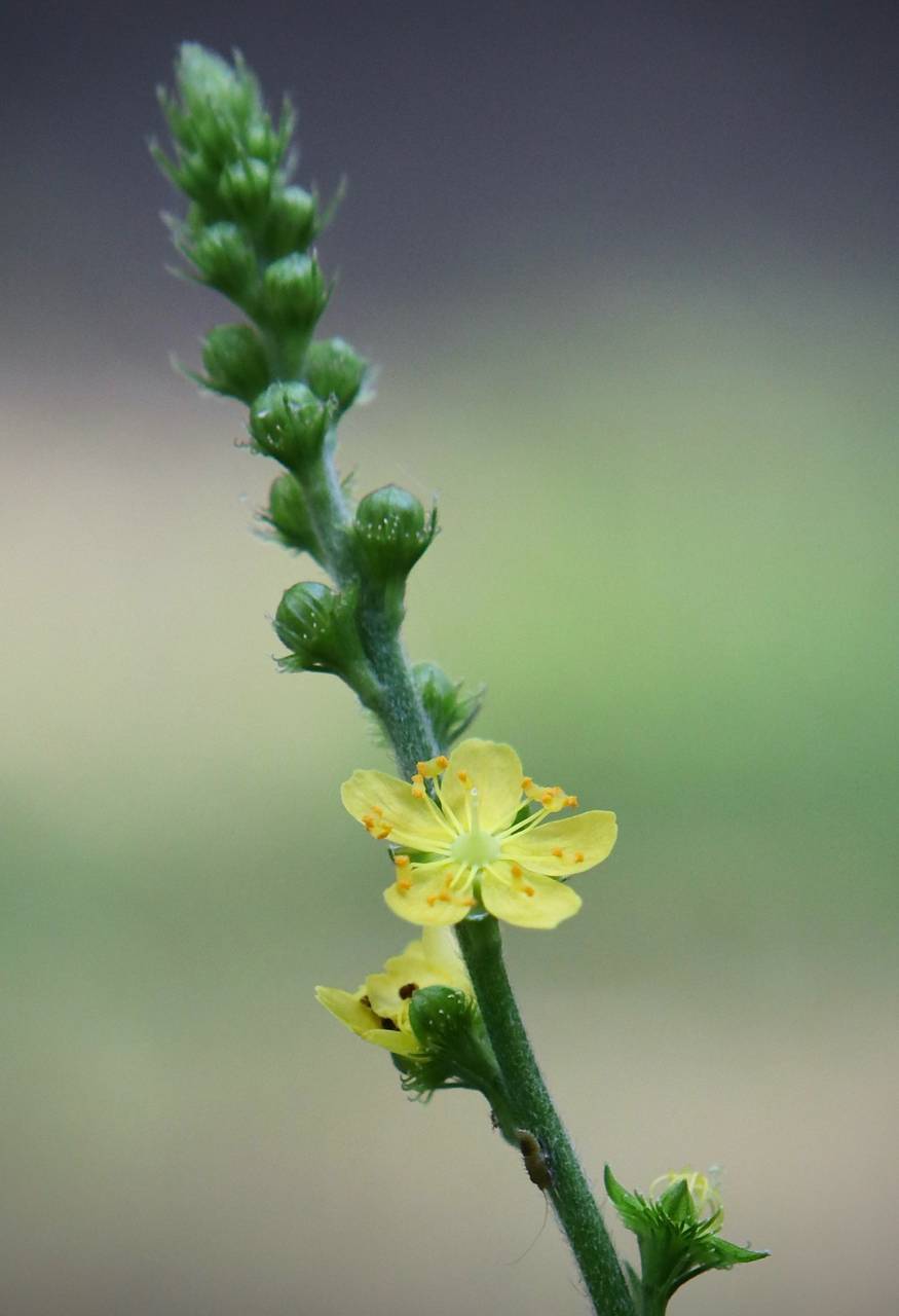 Photo of Small-Flowered Agrimony