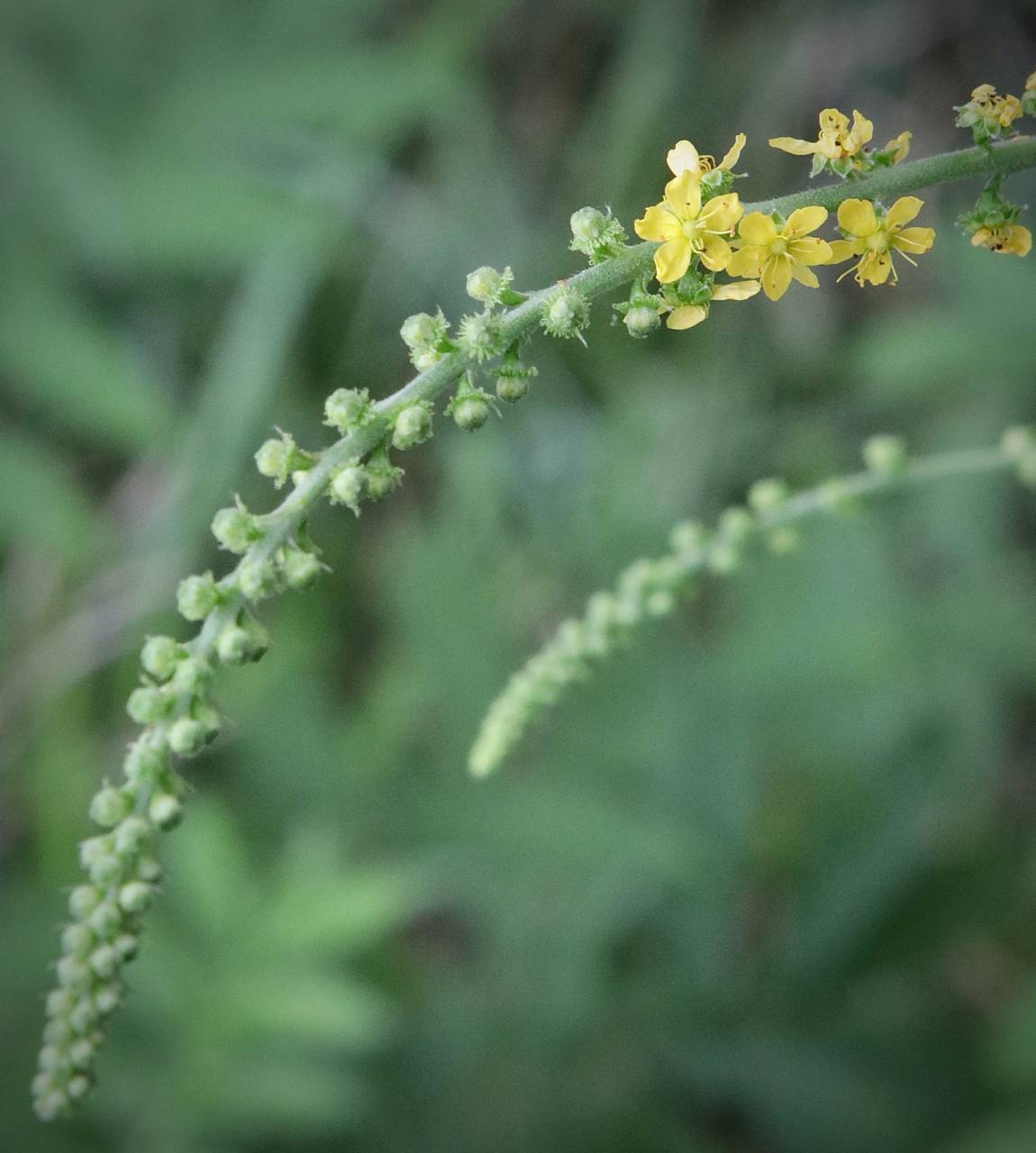 Photo of Small-Flowered Agrimony