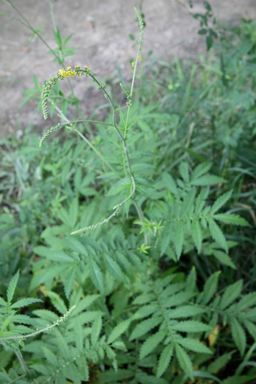 Photo of Small-Flowered Agrimony