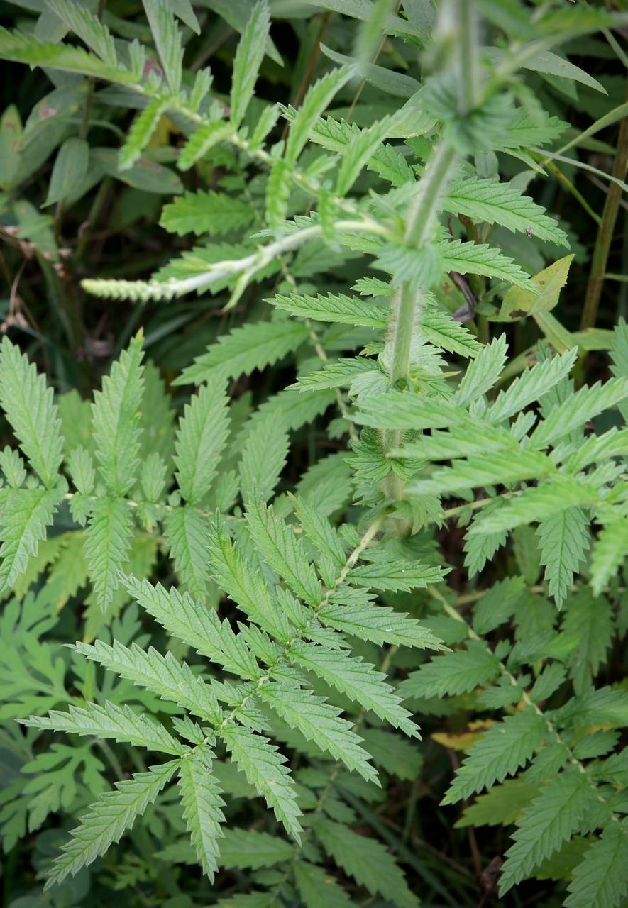 Photo of Small-Flowered Agrimony