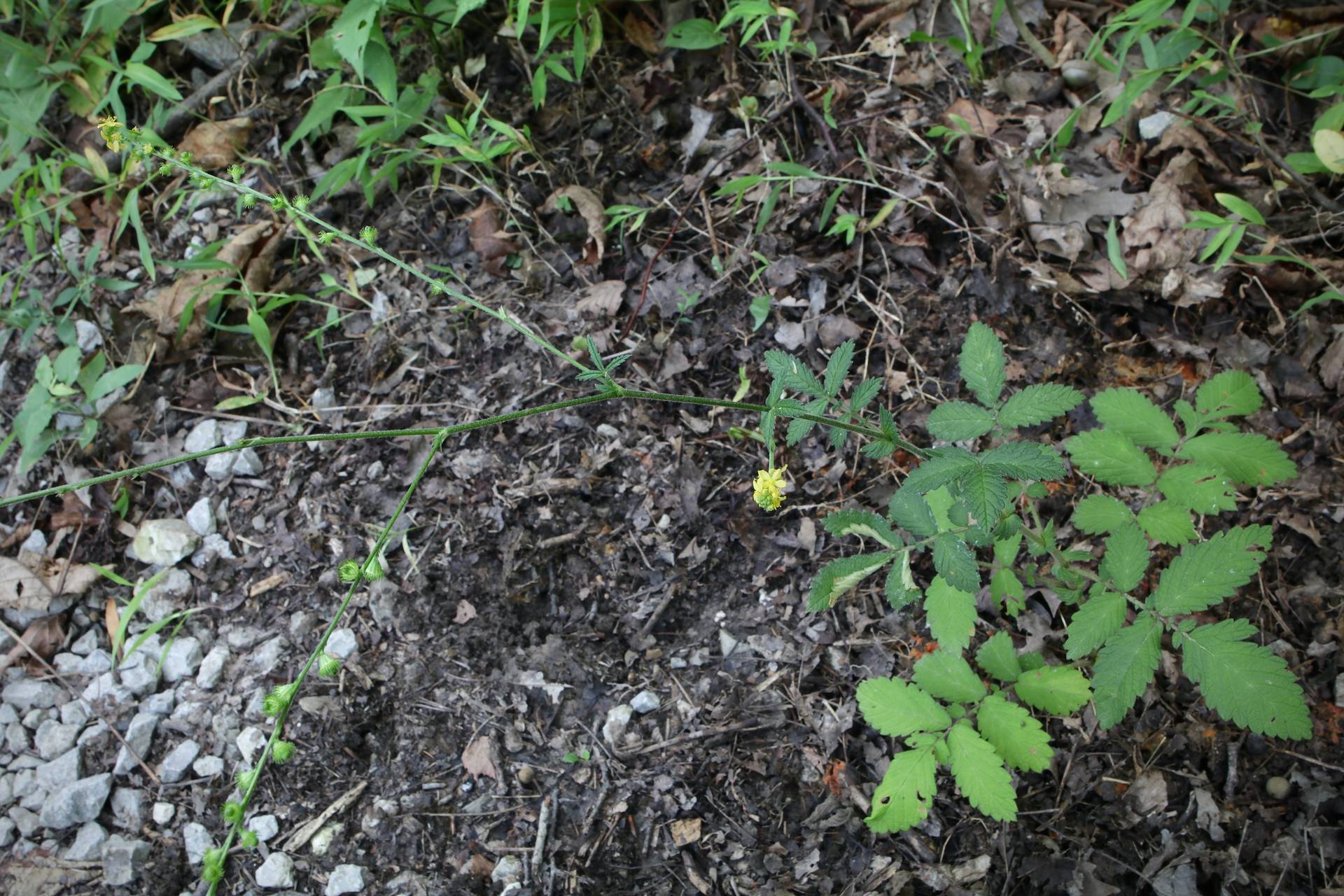 Photo of Downy Agrimony