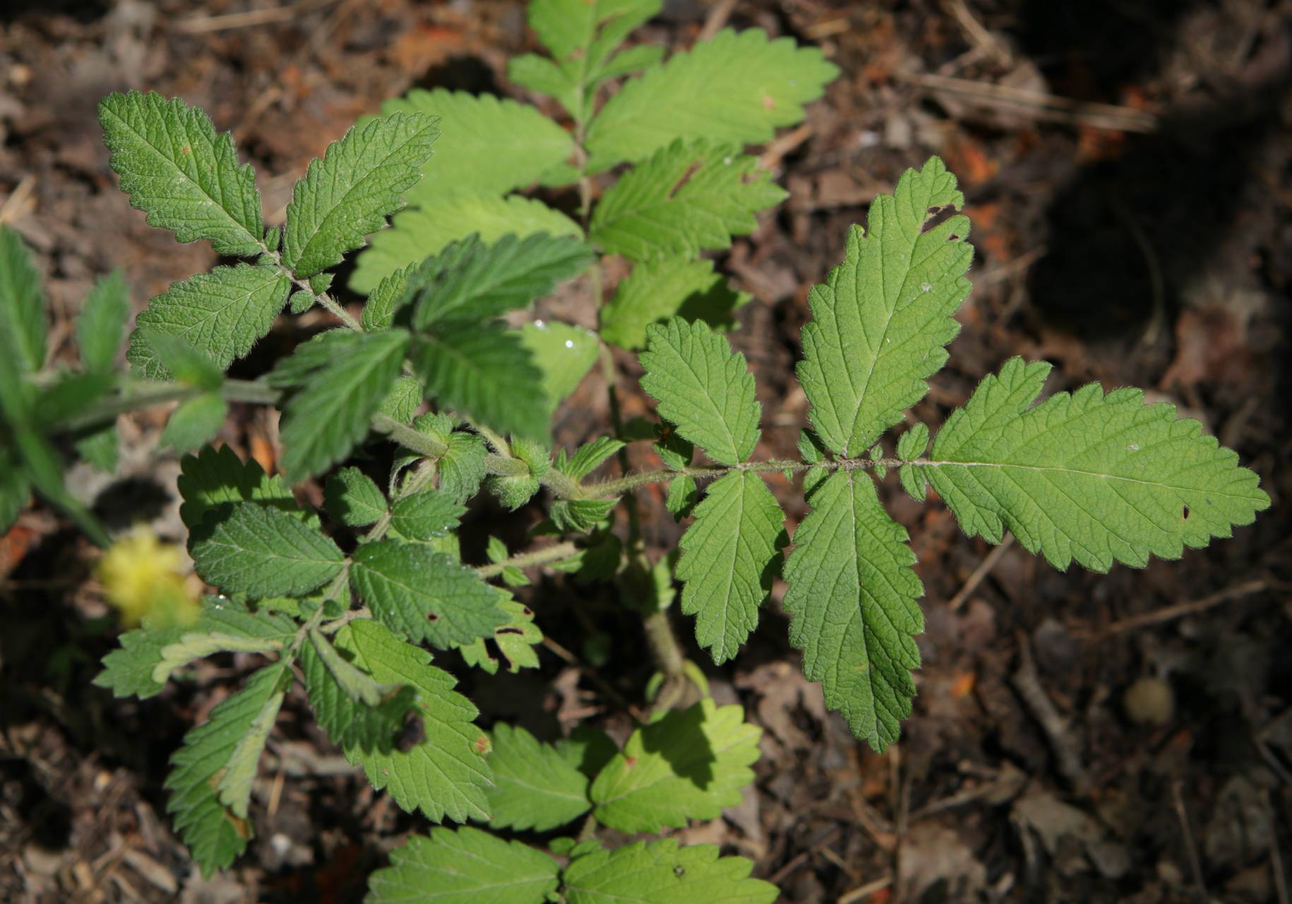 Photo of Downy Agrimony