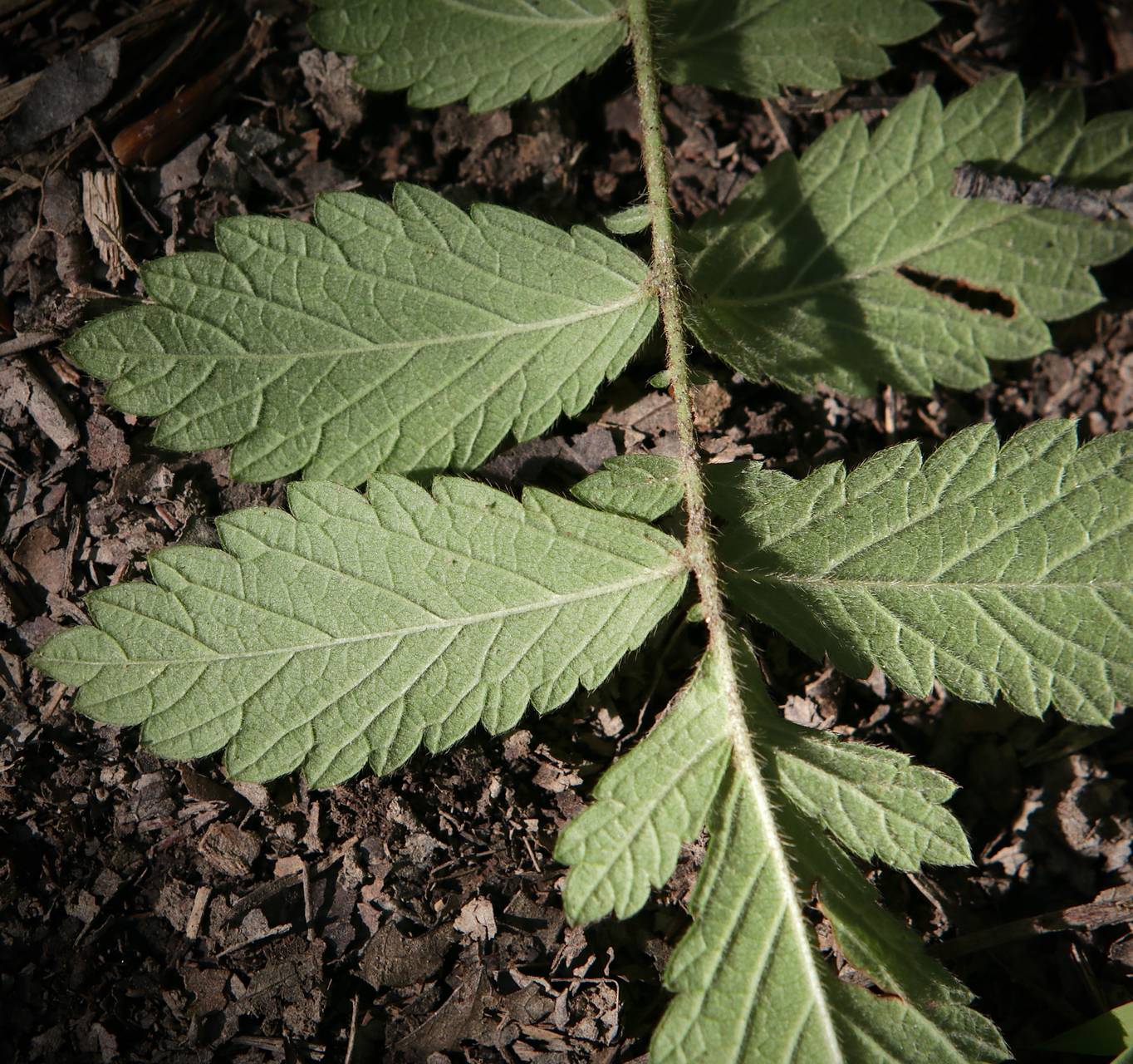 Photo of Downy Agrimony