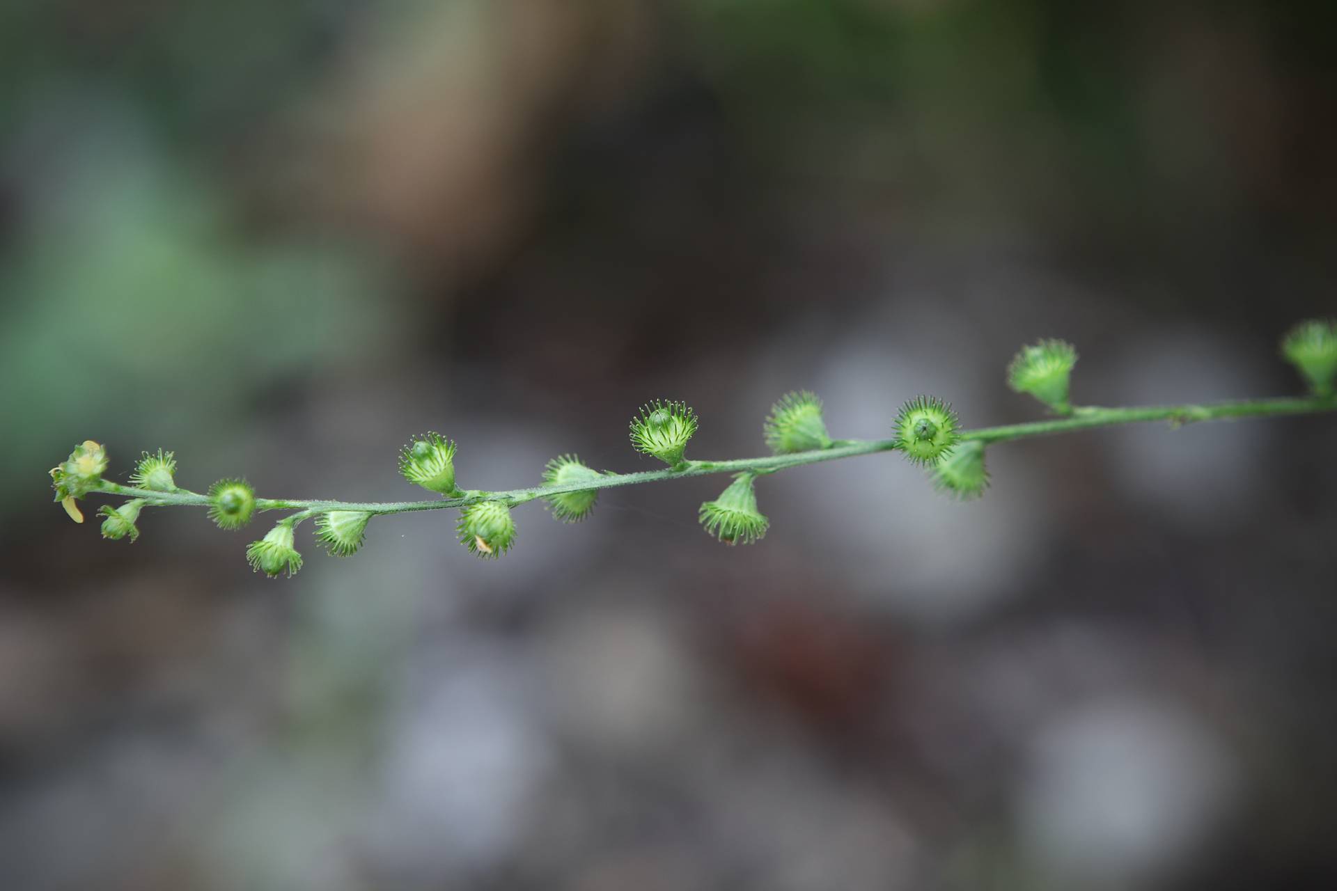 Photo of Downy Agrimony