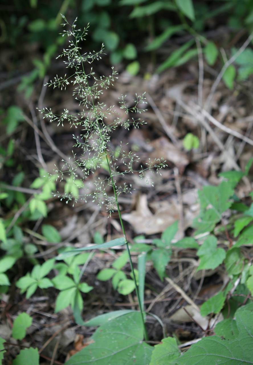 Photo of Upland Bentgrass