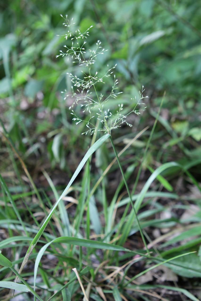 Photo of Upland Bentgrass