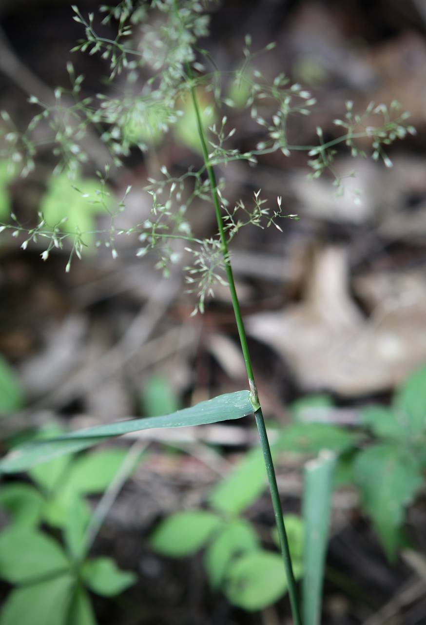 Photo of Upland Bentgrass