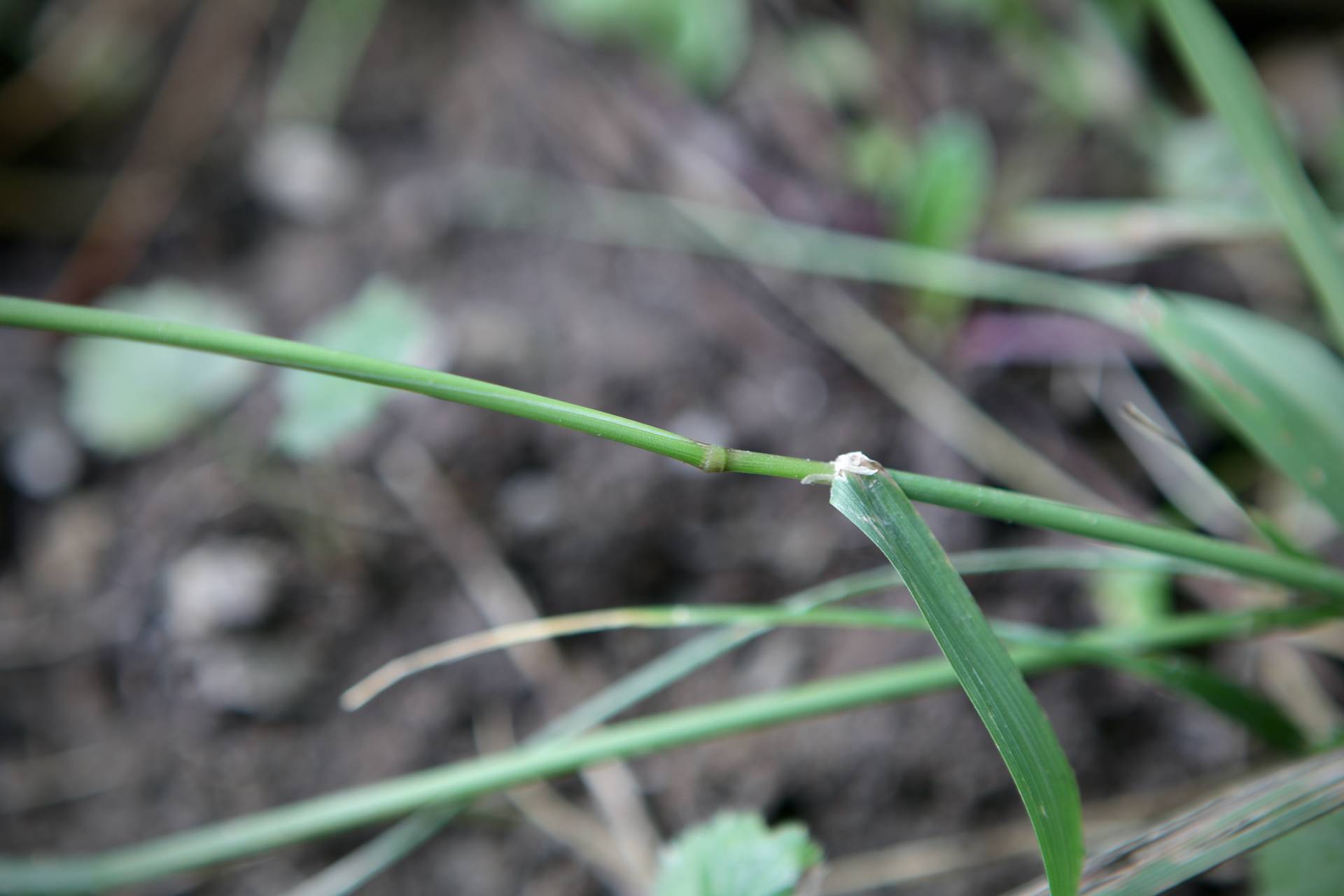 Photo of Upland Bentgrass