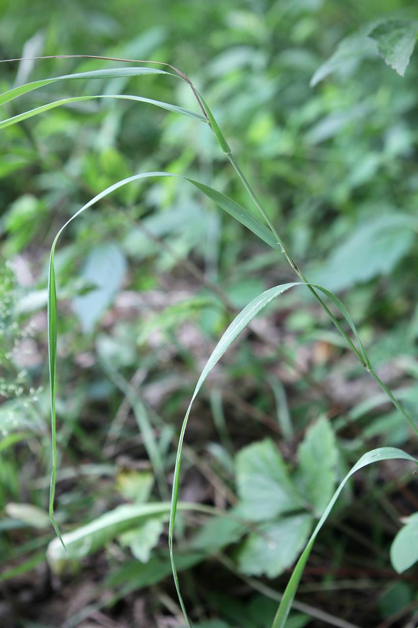 Photo of Upland Bentgrass