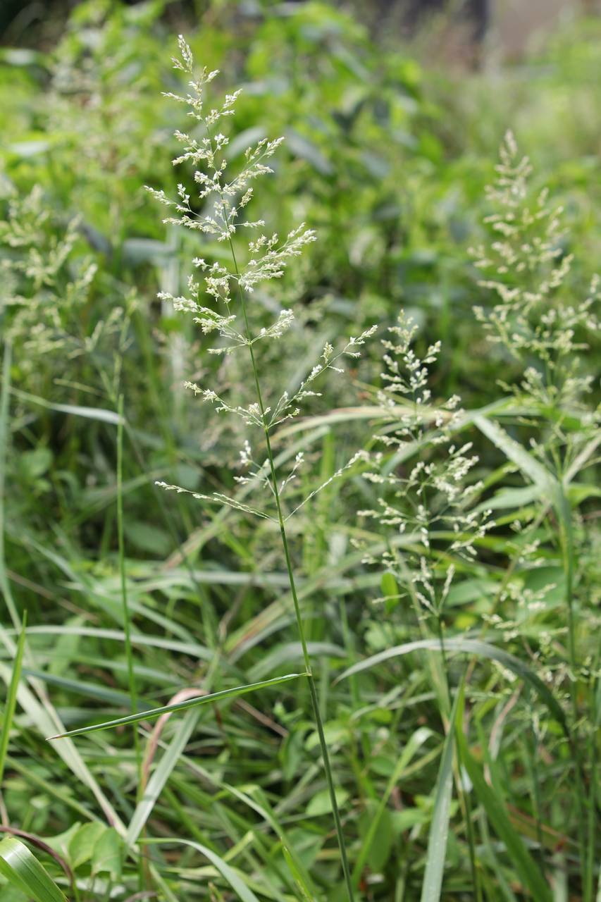 Photo of Creeping Bentgrass