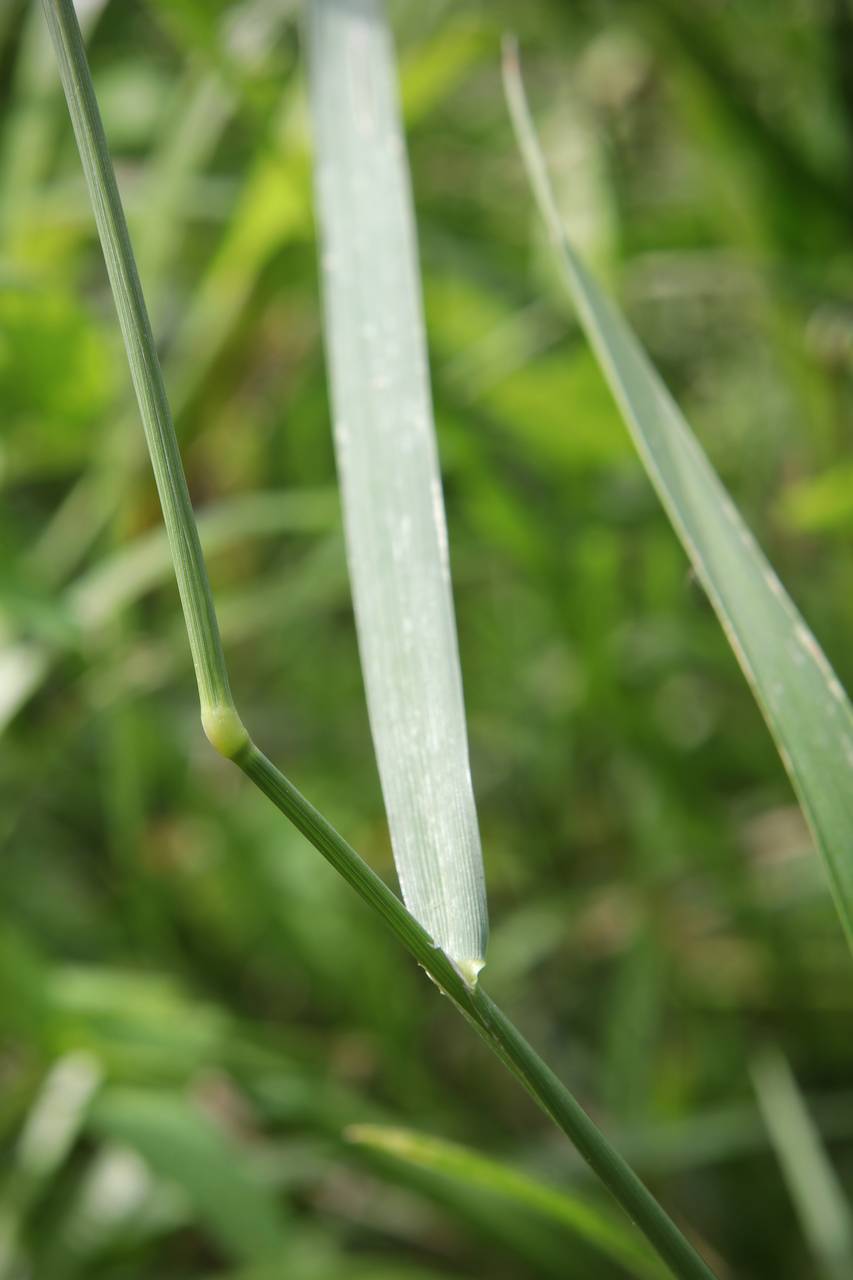 Photo of Creeping Bentgrass