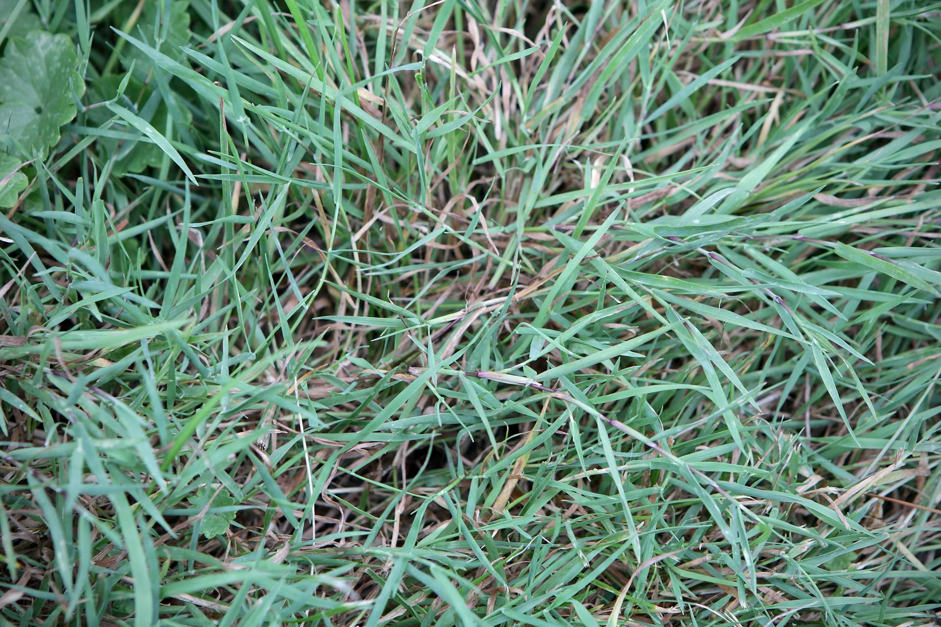 Photo of Creeping Bentgrass