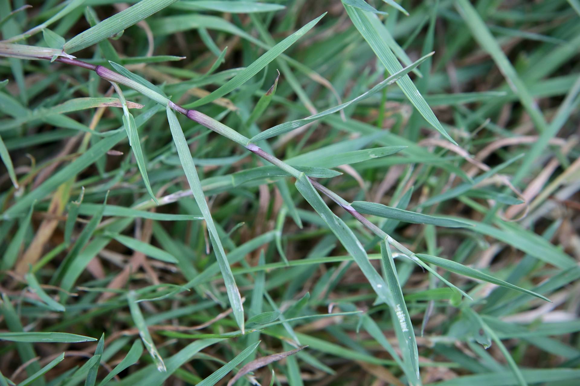 Photo of Creeping Bentgrass