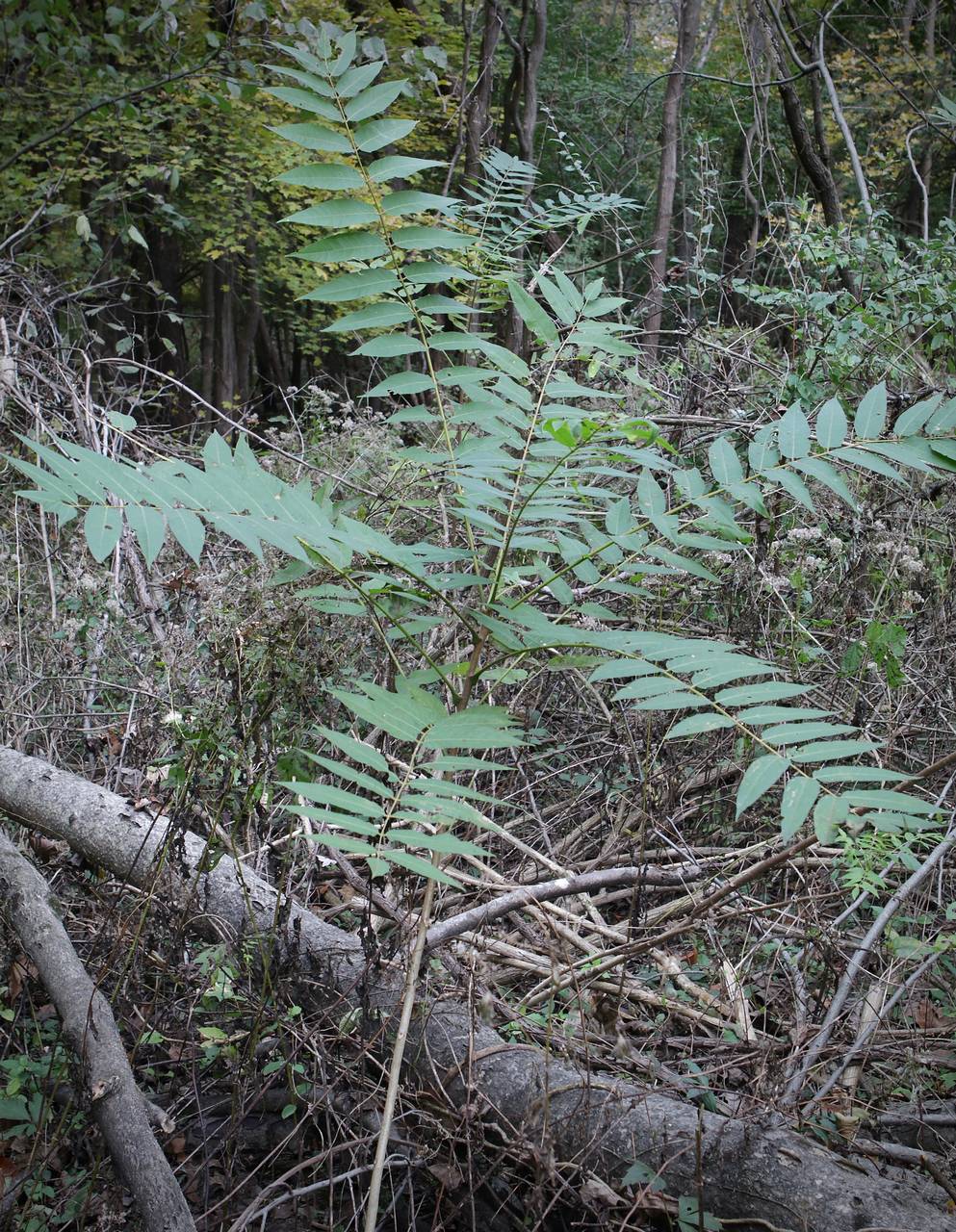 Photo of Tree-of-Heaven