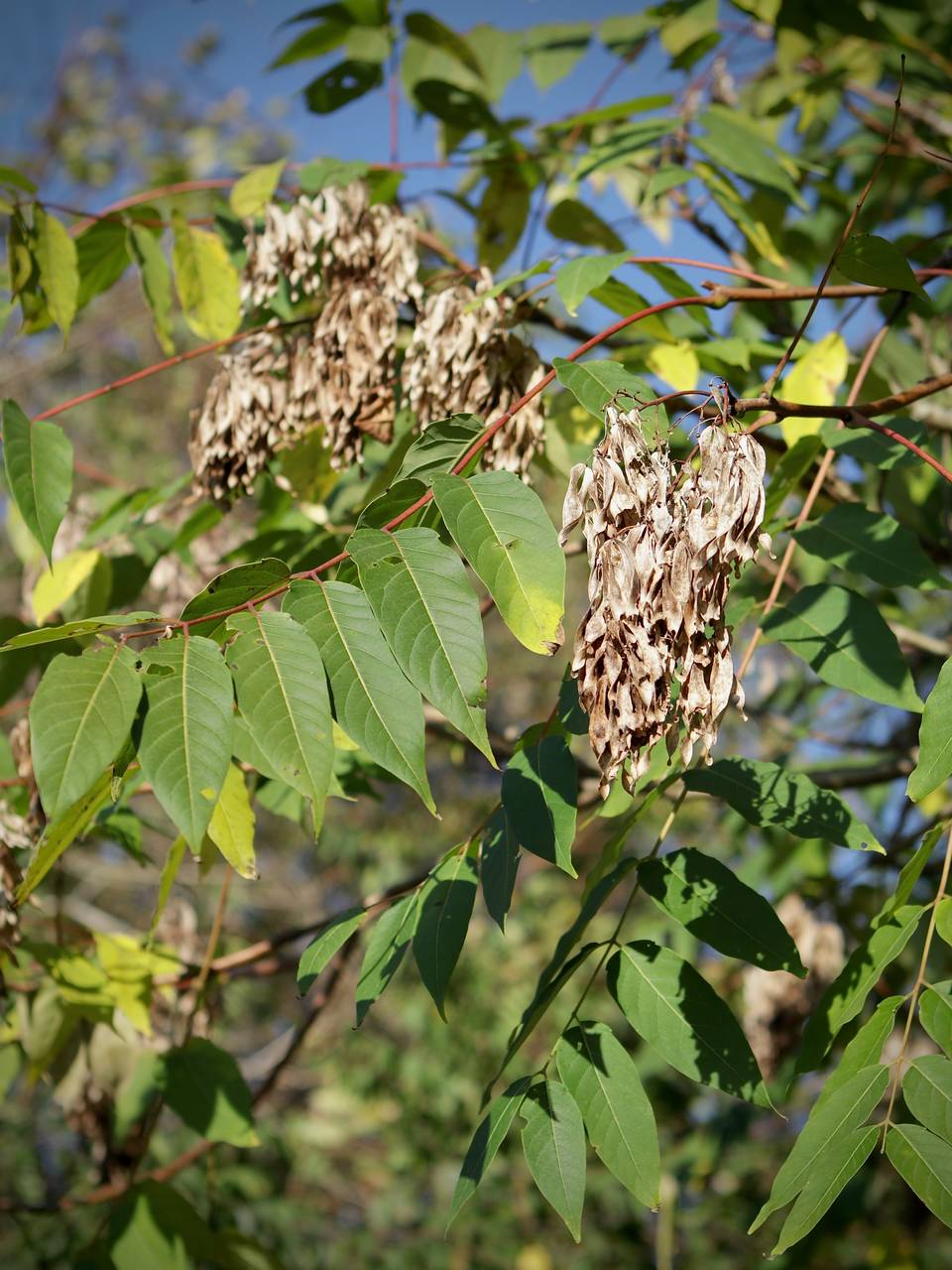 Photo of Tree-of-Heaven