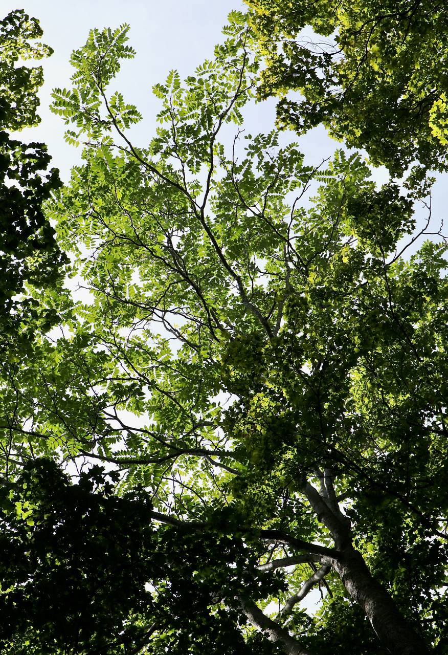 Photo of Tree-of-Heaven