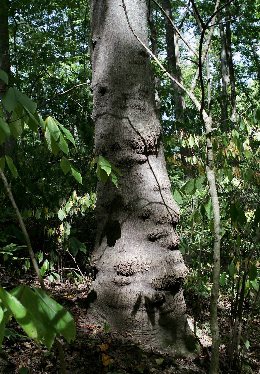 Photo of Tree-of-Heaven