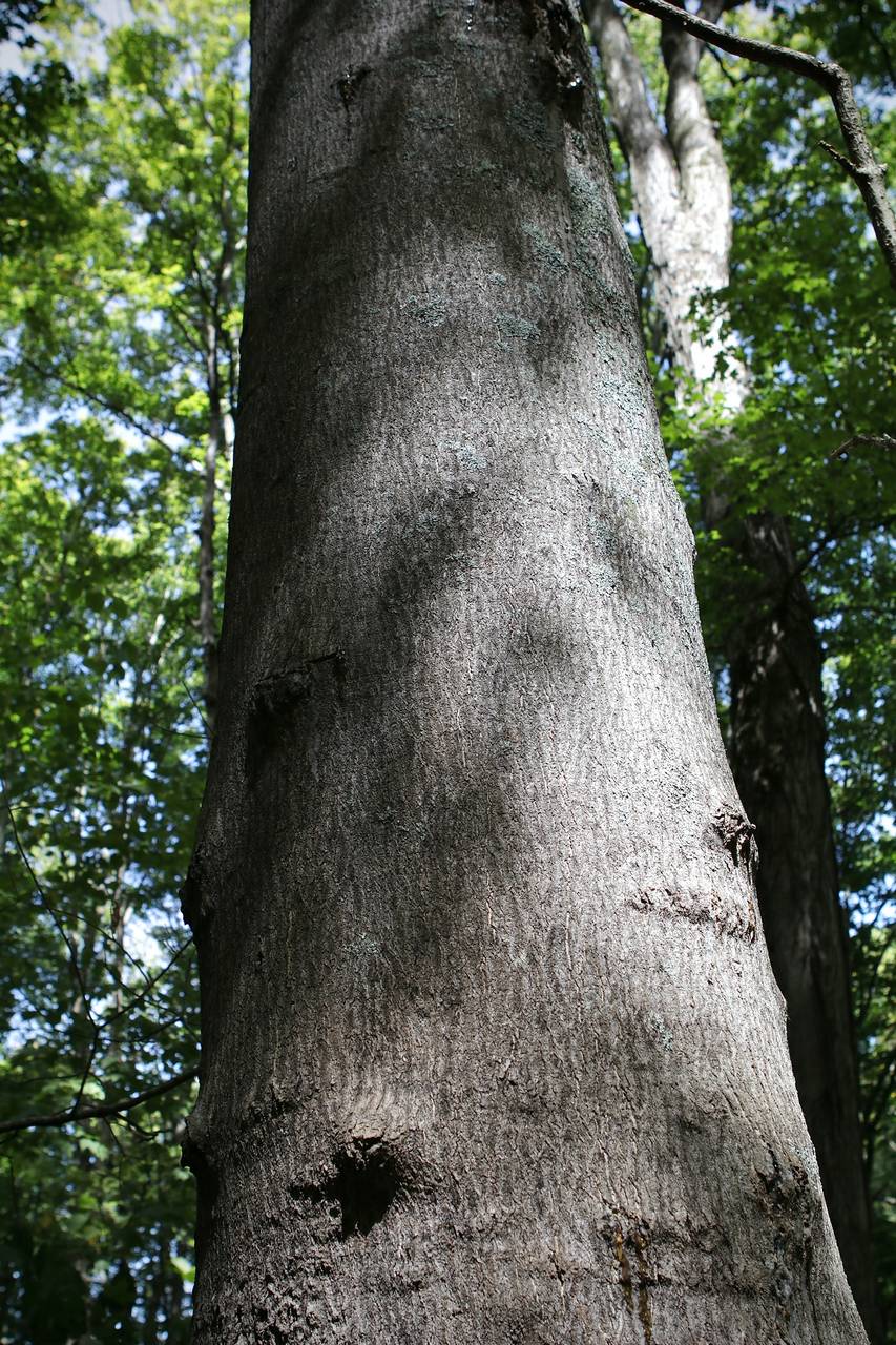 Photo of Tree-of-Heaven
