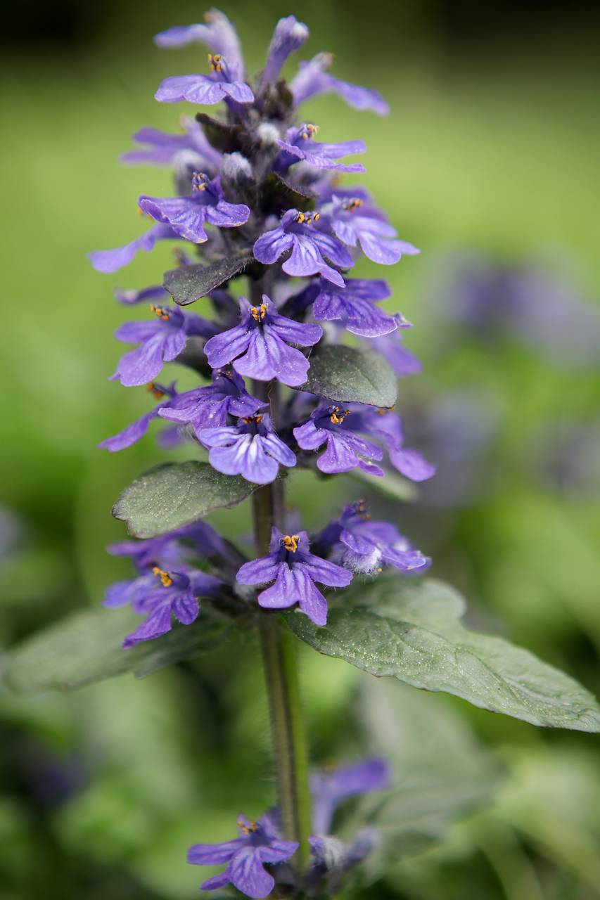 Photo of Common Bugle