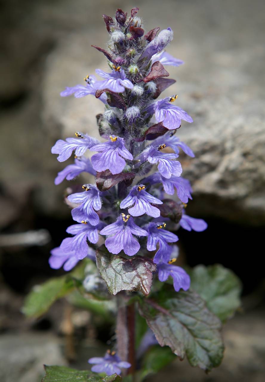 Photo of Common Bugle