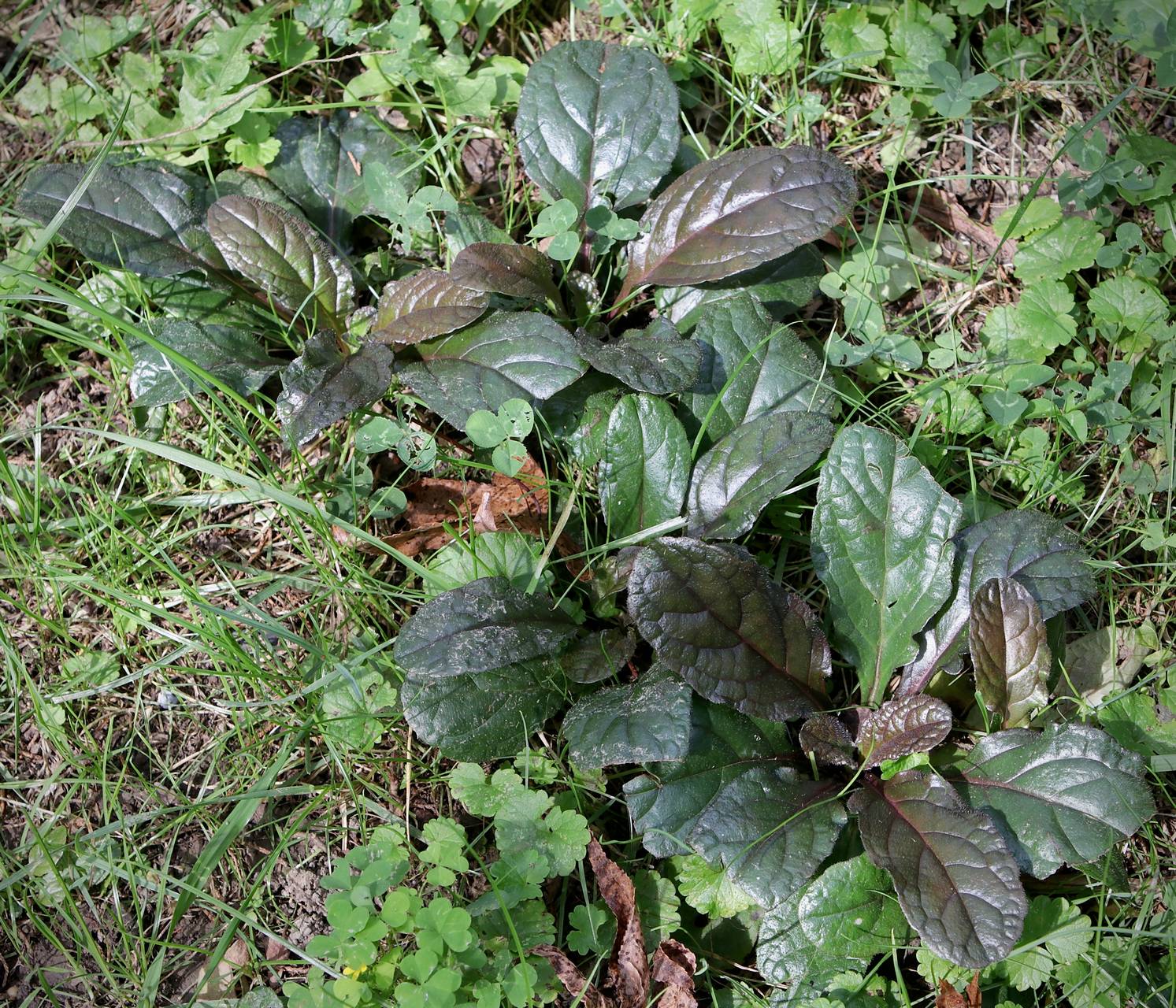 Photo of Common Bugle