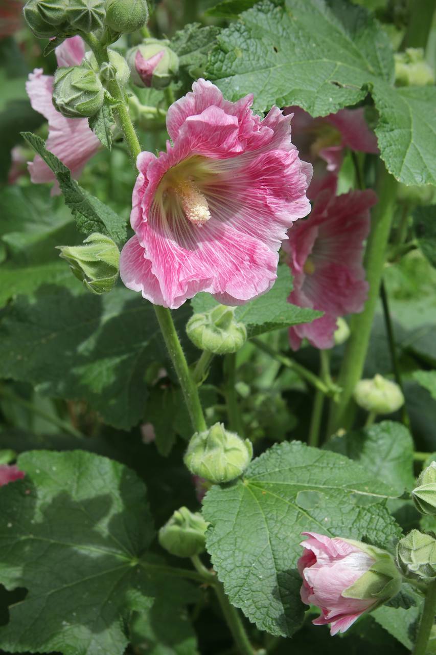 Photo of Hollyhock