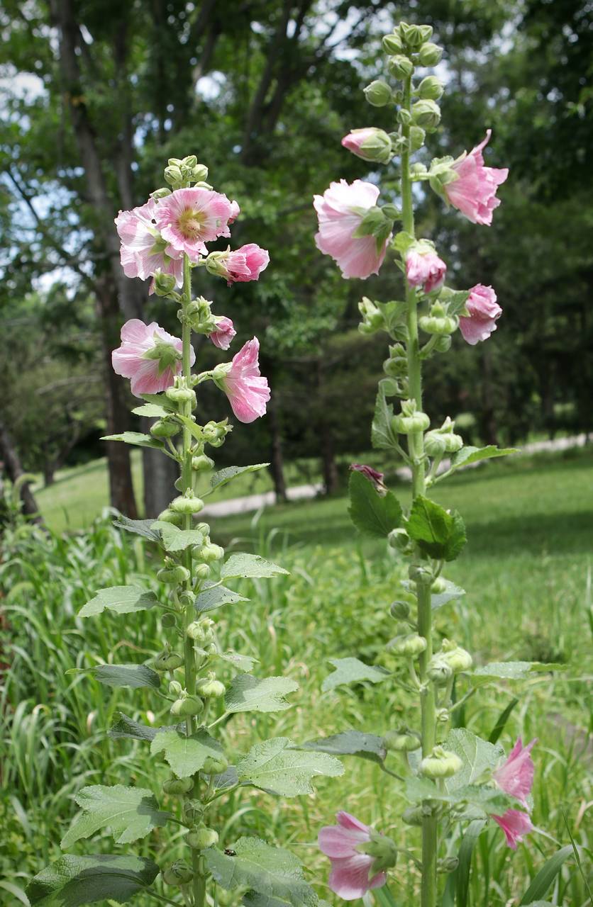 Photo of Hollyhock