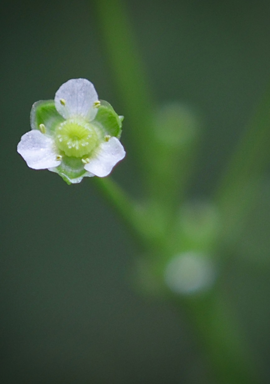 Photo of American Water Plantain
