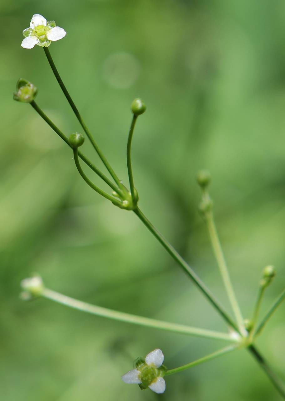 Photo of American Water Plantain