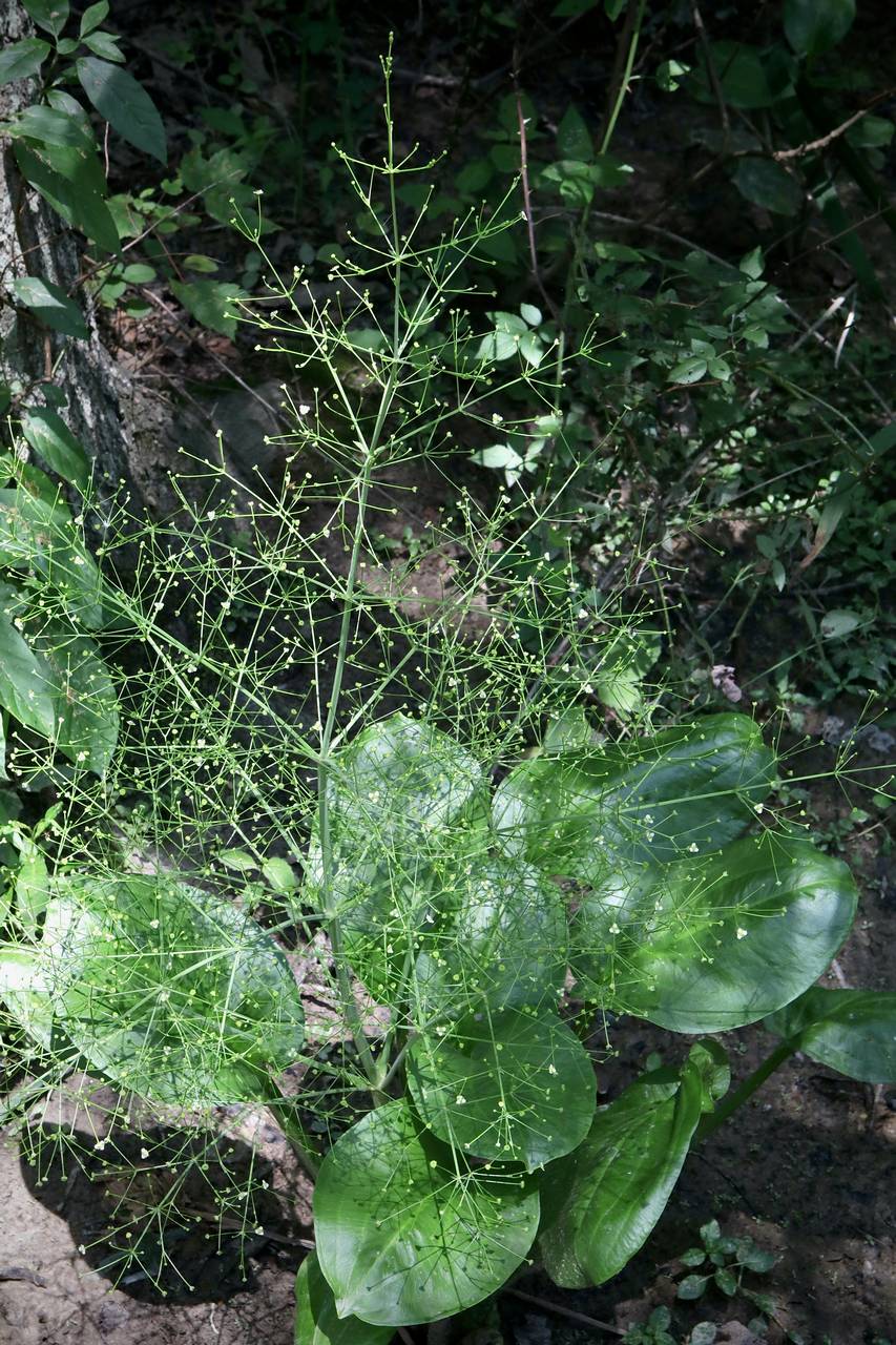 Photo of American Water Plantain