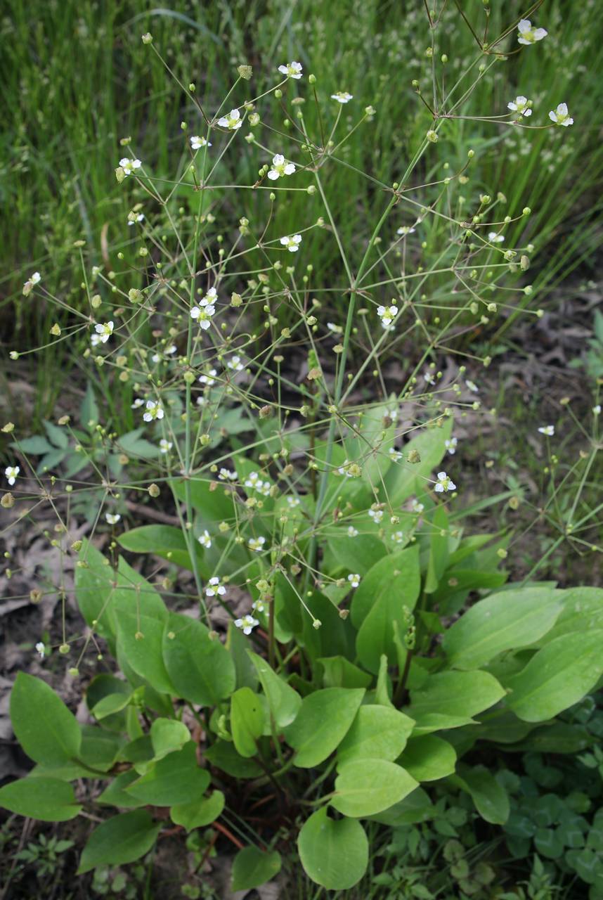 Photo of Northern  Water Plantain